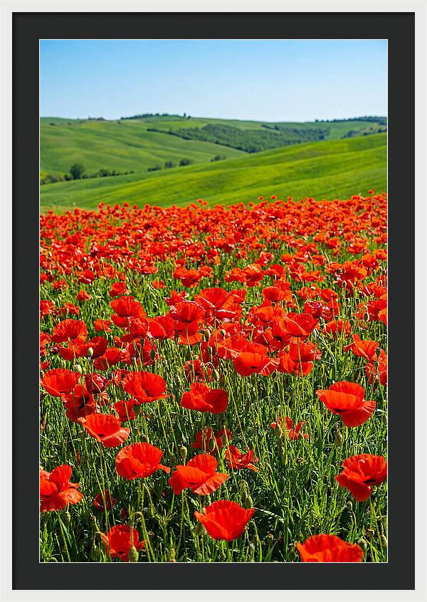 Blazing Red Poppy Field