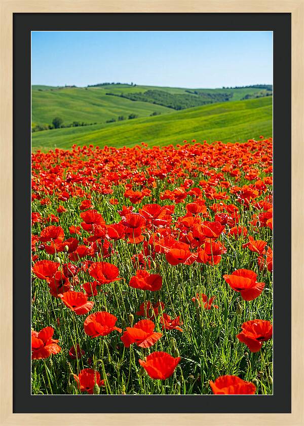 Blazing Red Poppy Field