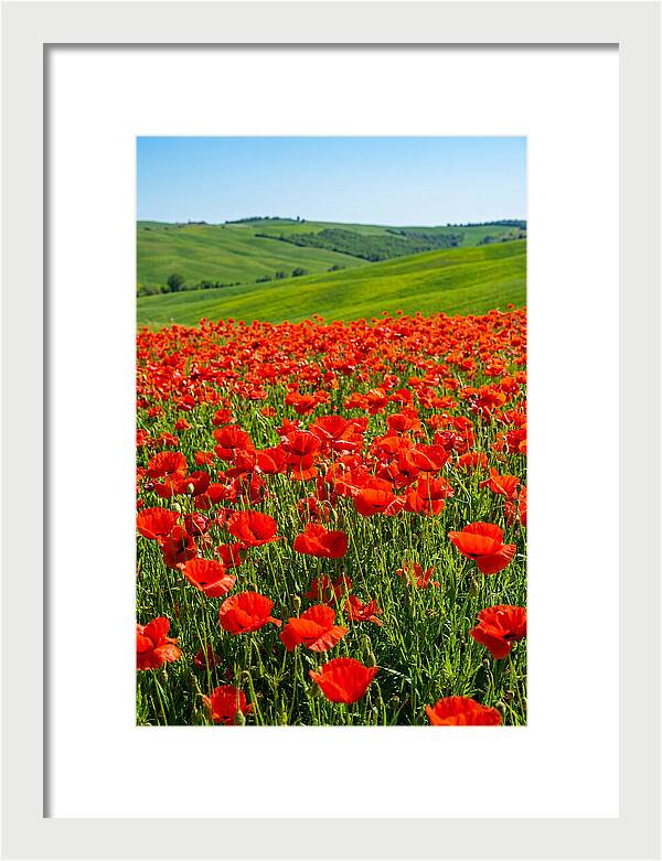 Blazing Red Poppy Field