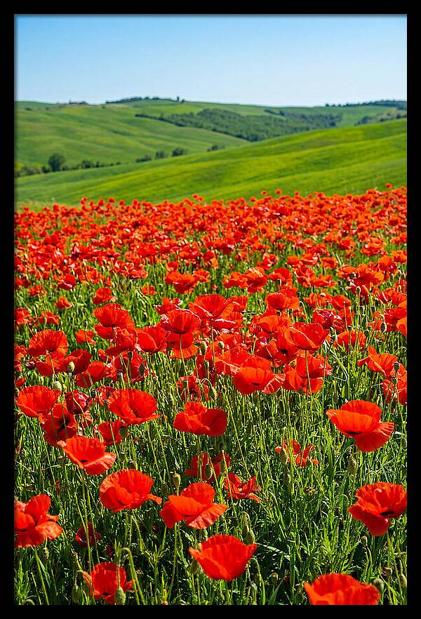 Blazing Red Poppy Field