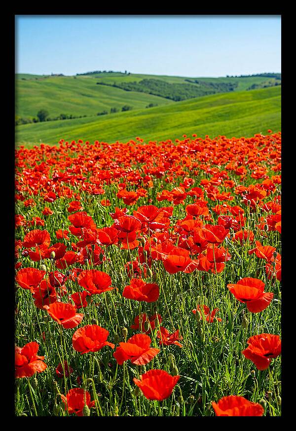 Blazing Red Poppy Field