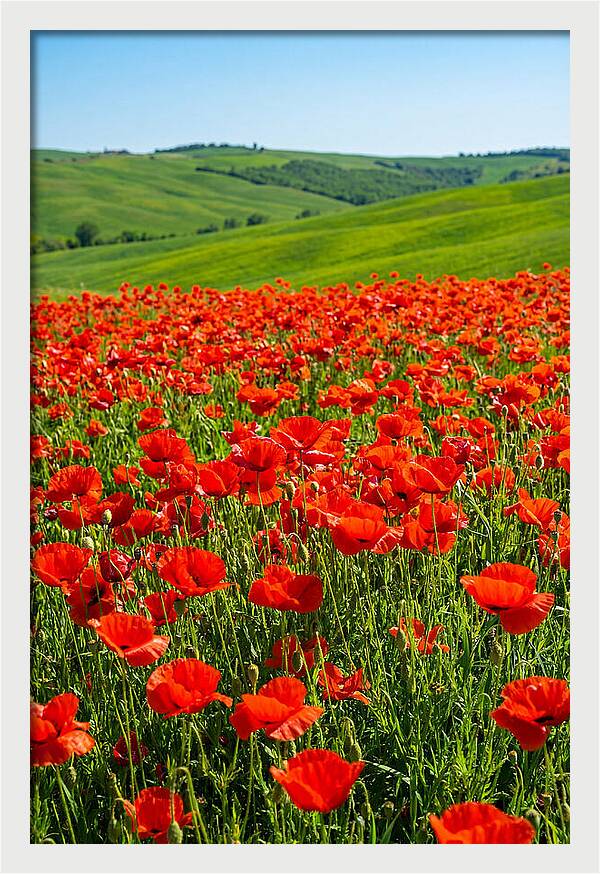 Blazing Red Poppy Field