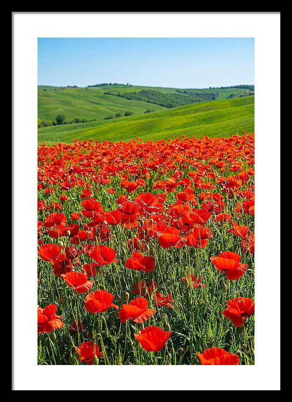 Blazing Red Poppy Field
