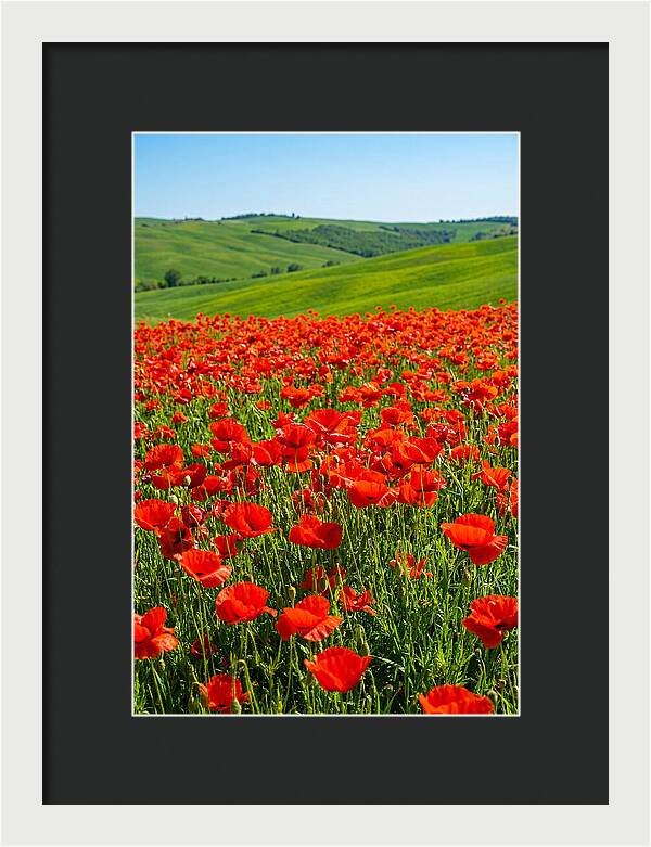 Blazing Red Poppy Field