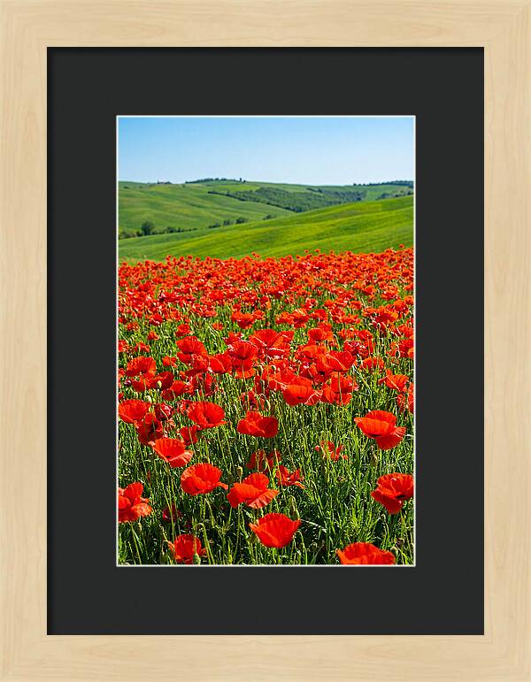 Blazing Red Poppy Field
