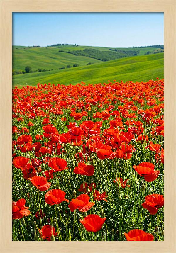 Blazing Red Poppy Field