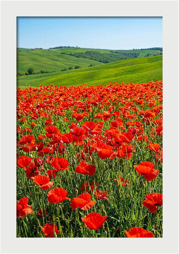 Blazing Red Poppy Field
