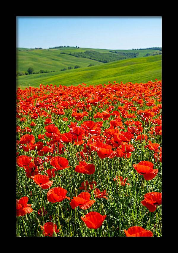 Blazing Red Poppy Field