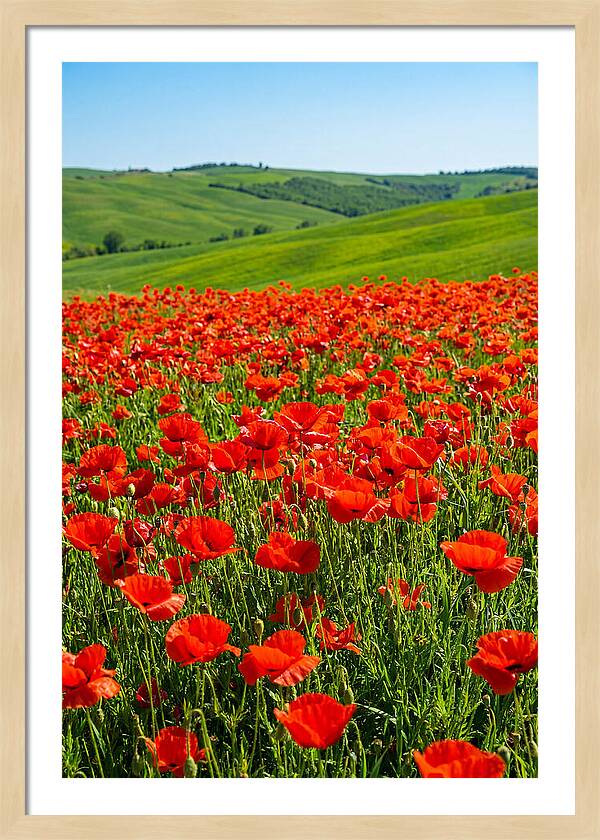 Blazing Red Poppy Field