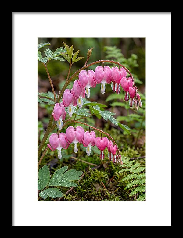Bleeding Heart Blooms