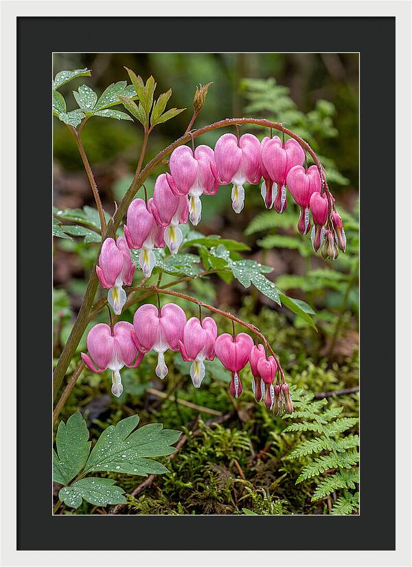Bleeding Heart Blooms