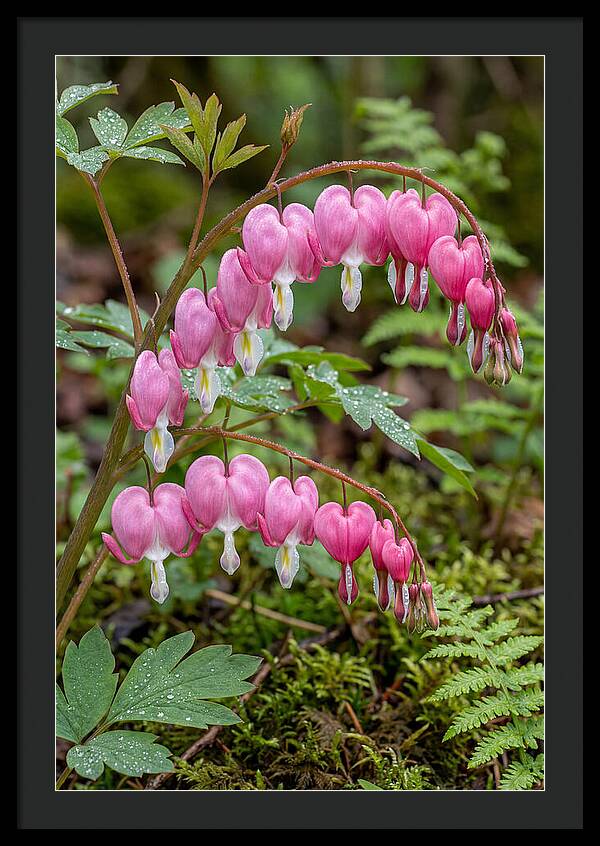 Bleeding Heart Blooms