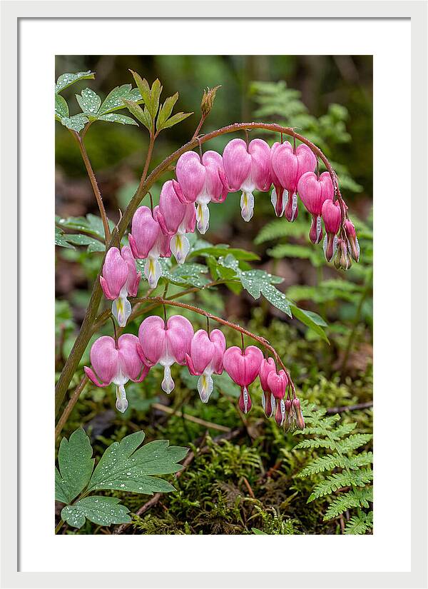 Bleeding Heart Blooms
