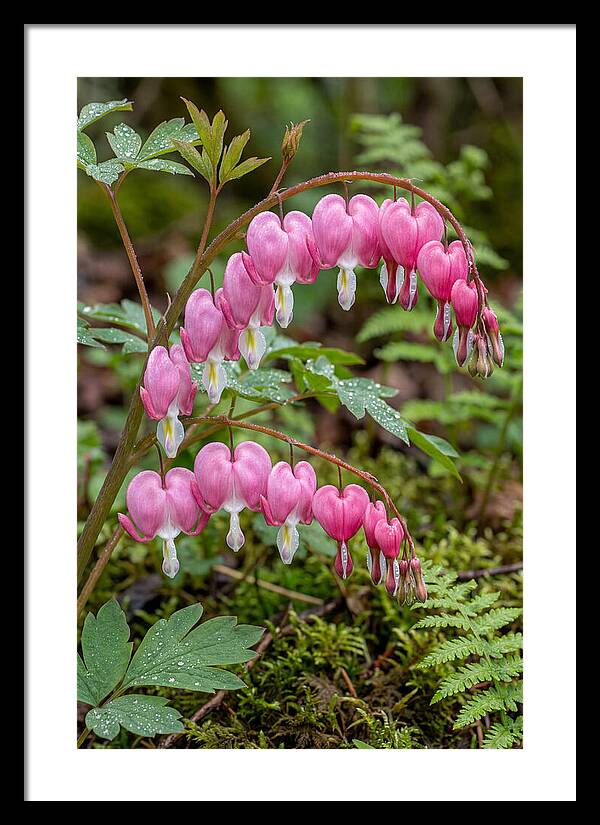 Bleeding Heart Blooms
