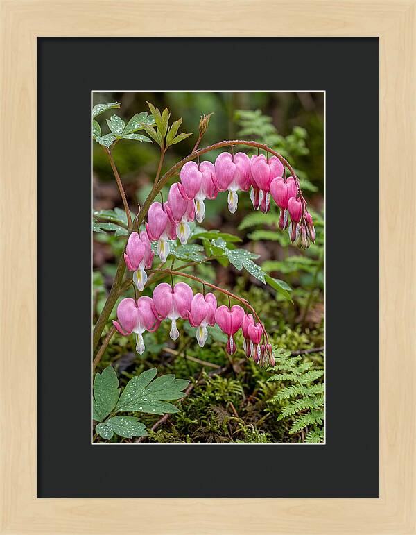Bleeding Heart Blooms