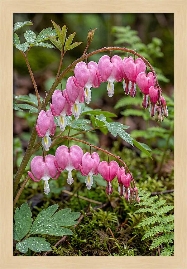Bleeding Heart Blooms