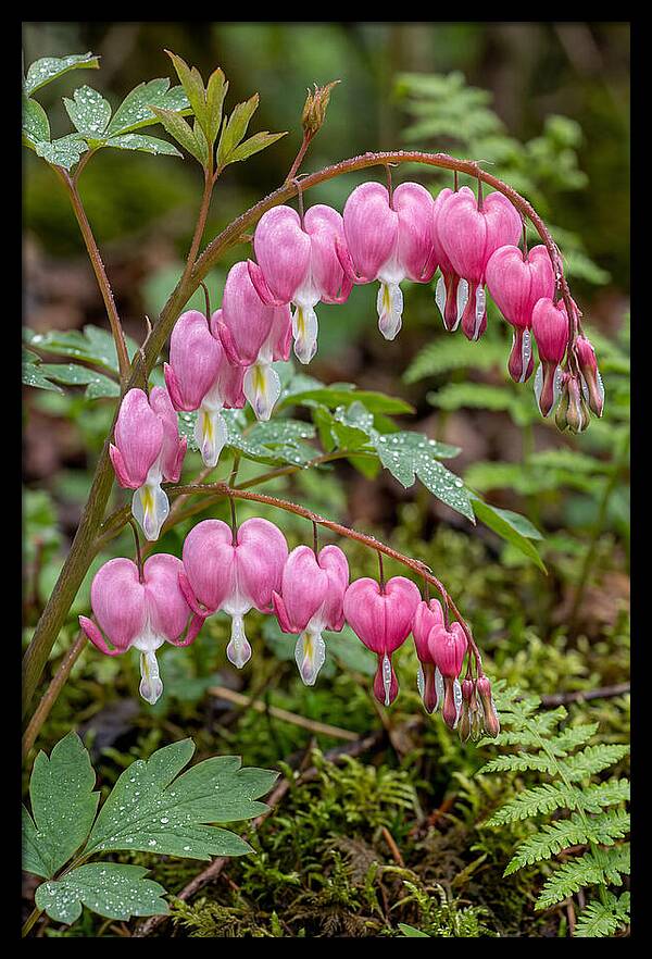 Bleeding Heart Blooms