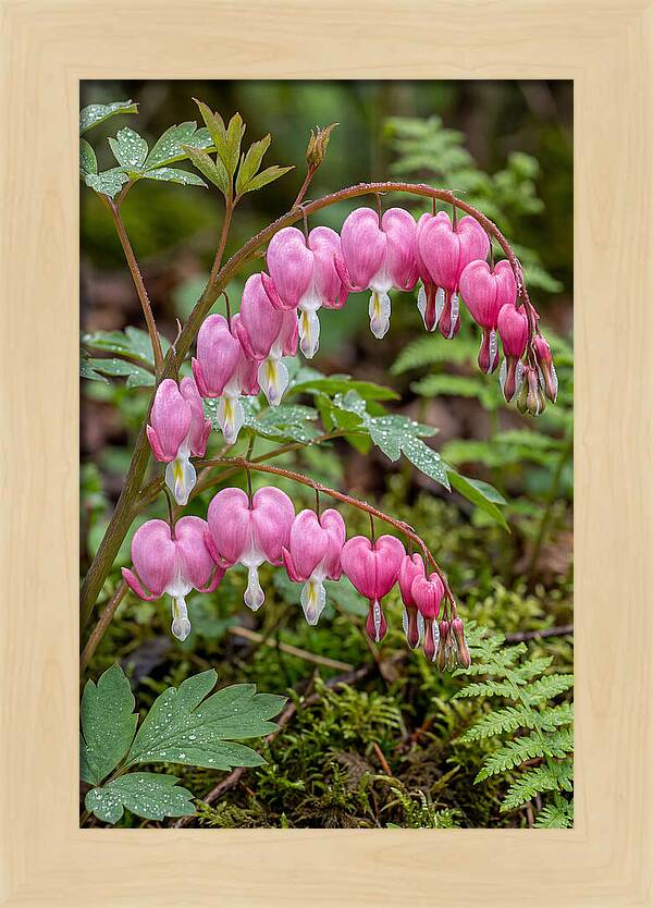 Bleeding Heart Blooms