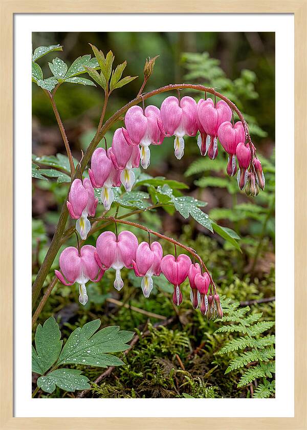 Bleeding Heart Blooms
