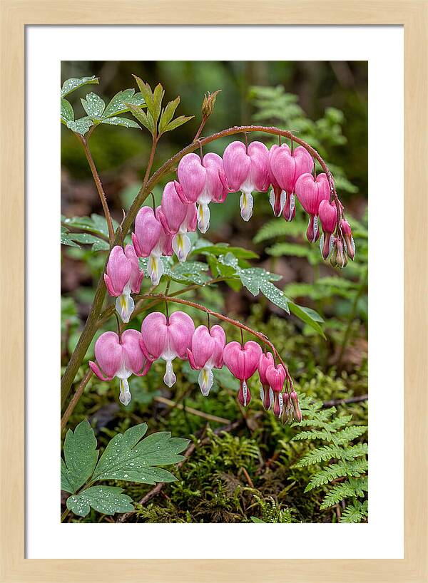 Bleeding Heart Blooms