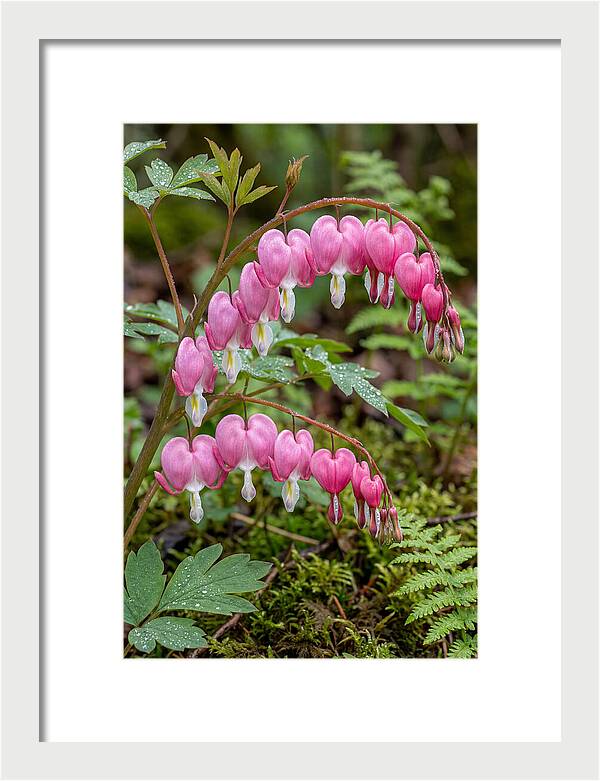 Bleeding Heart Blooms