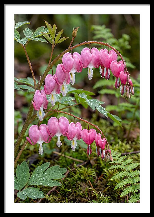 Bleeding Heart Blooms