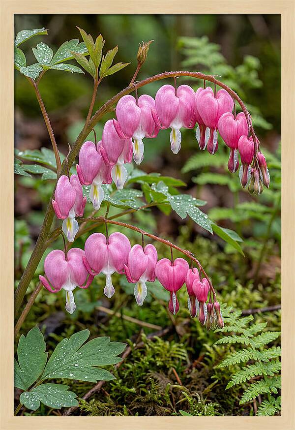 Bleeding Heart Blooms