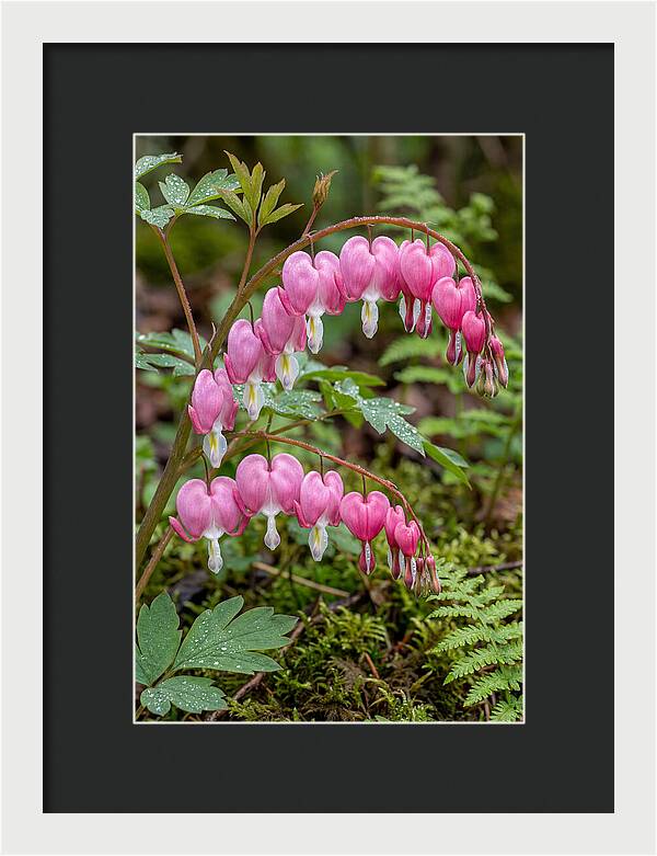 Bleeding Heart Blooms
