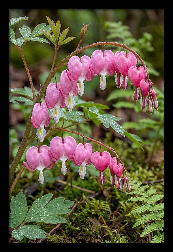 Bleeding Heart Blooms