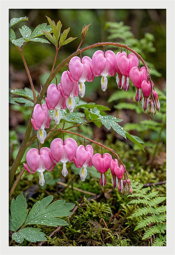 Bleeding Heart Blooms