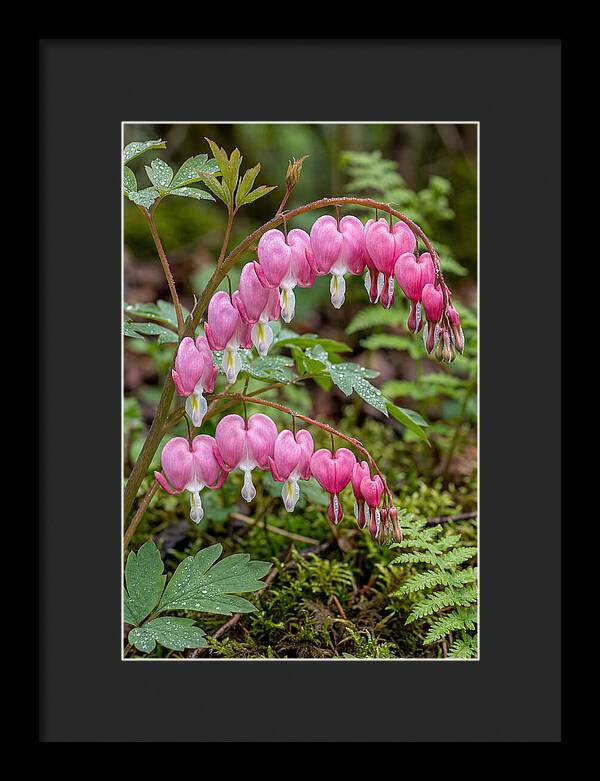 Bleeding Heart Blooms