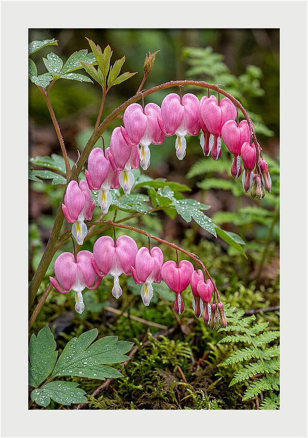 Bleeding Heart Blooms