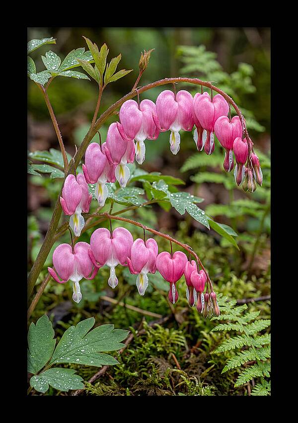 Bleeding Heart Blooms