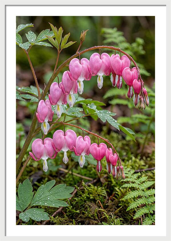 Bleeding Heart Blooms