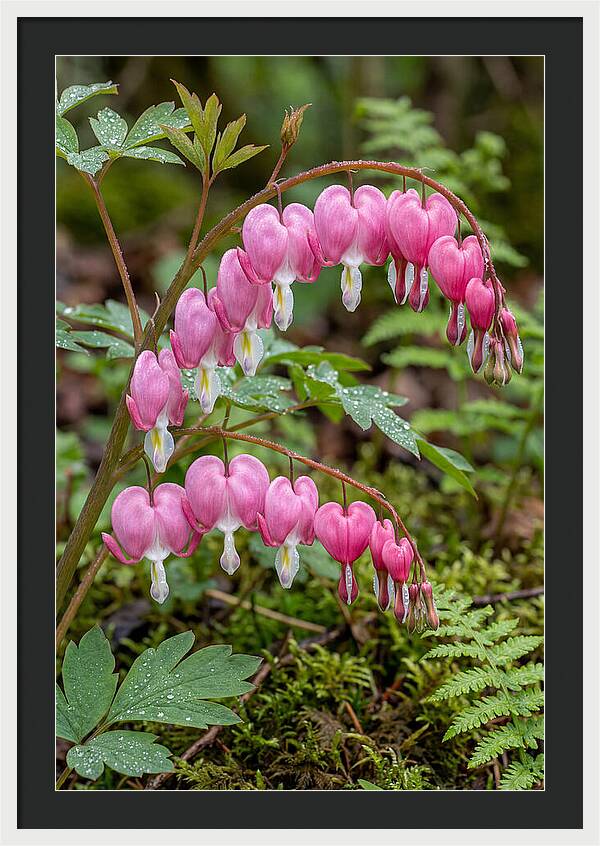 Bleeding Heart Blooms