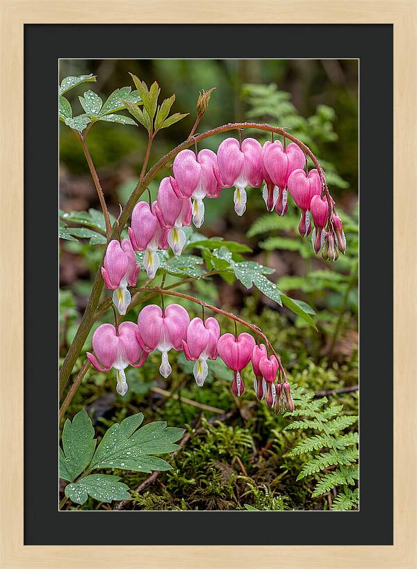 Bleeding Heart Blooms
