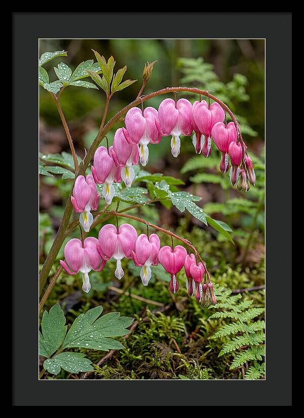 Bleeding Heart Blooms
