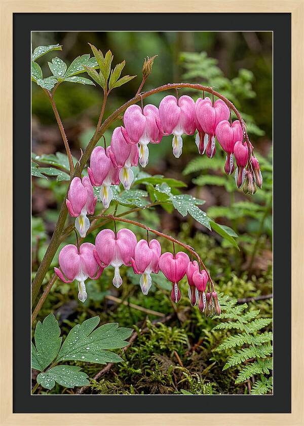 Bleeding Heart Blooms