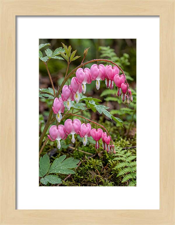 Bleeding Heart Blooms