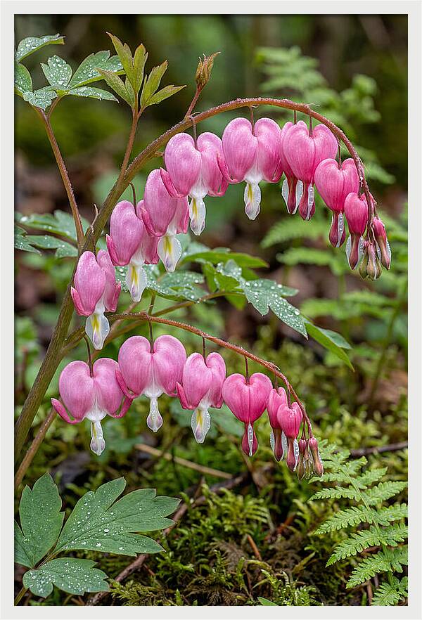 Bleeding Heart Blooms