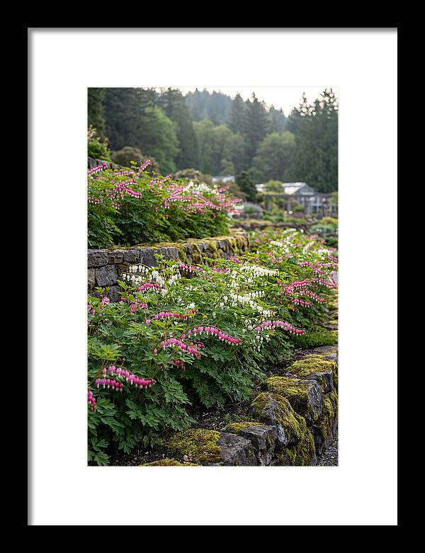 Bleeding Heart Blooms In Spring