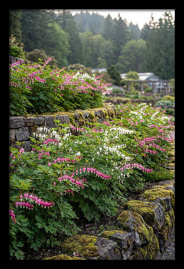 Bleeding Heart Blooms In Spring
