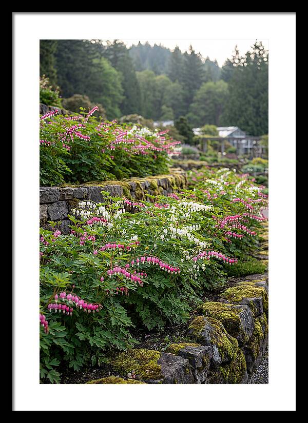 Bleeding Heart Blooms In Spring