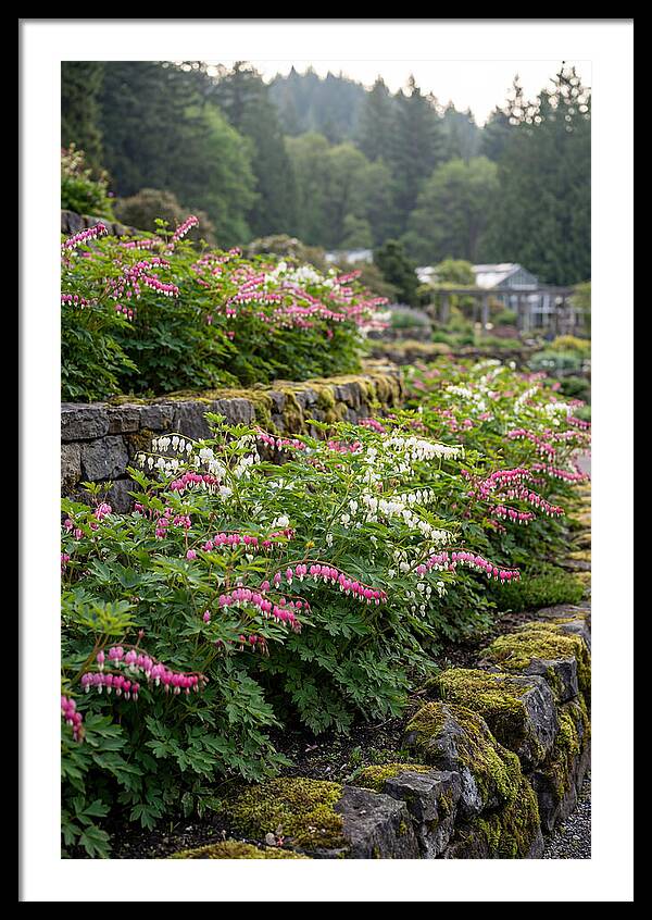 Bleeding Heart Blooms In Spring