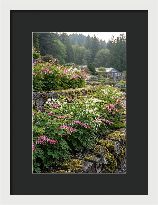 Bleeding Heart Blooms In Spring