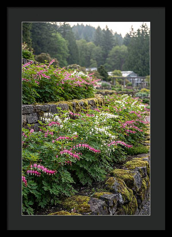 Bleeding Heart Blooms In Spring