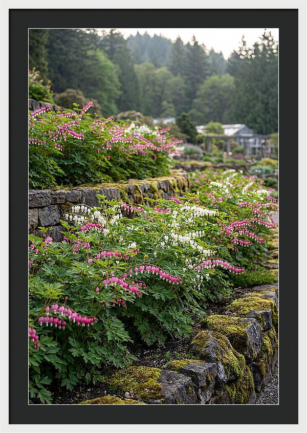 Bleeding Heart Blooms In Spring