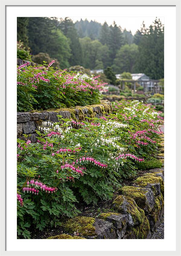 Bleeding Heart Blooms In Spring