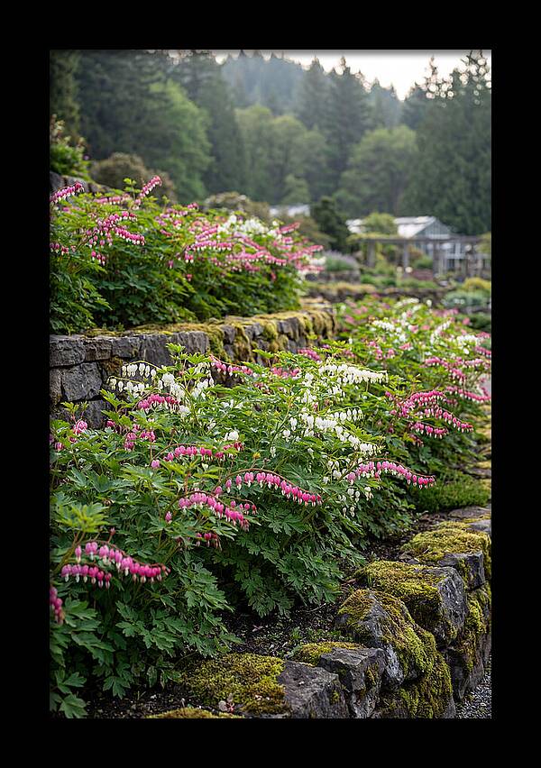 Bleeding Heart Blooms In Spring