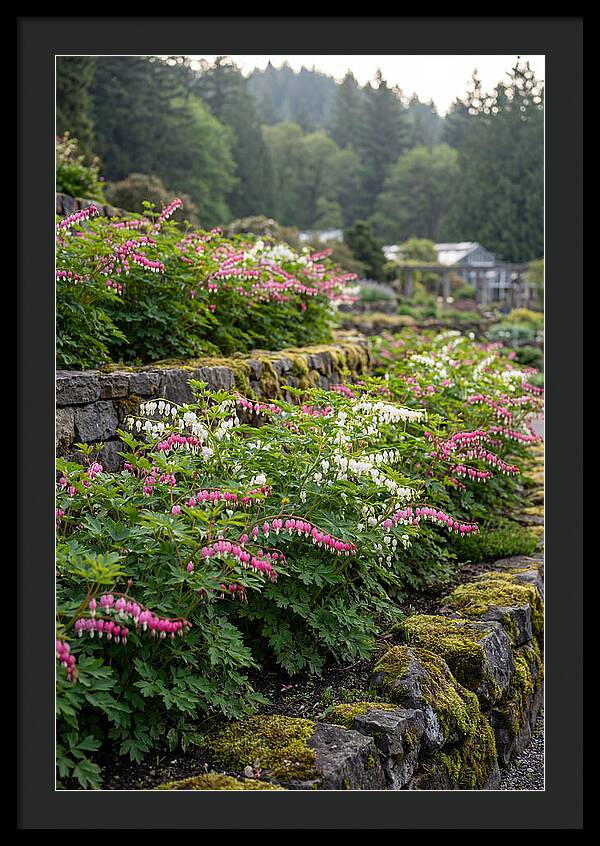 Bleeding Heart Blooms In Spring